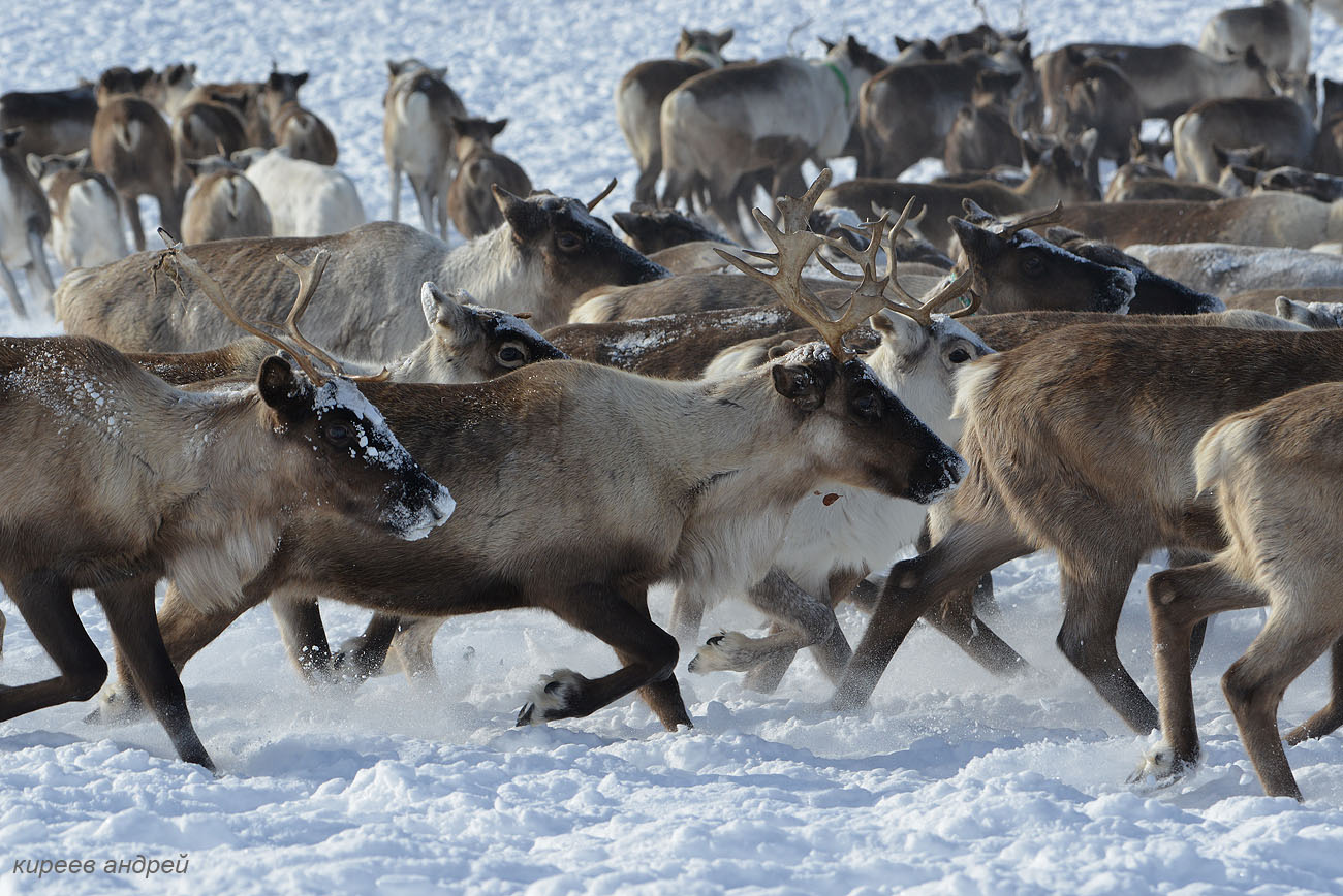 Yamal (Ямал)
